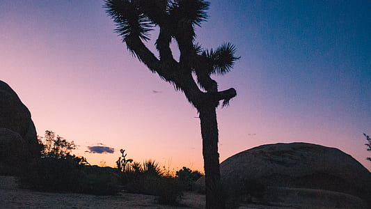 silhouette on tree and rock formation thumbnail