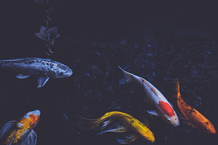 koi fishes on calm body of water thumbnail