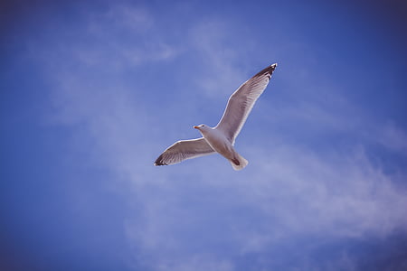 on flight white bird thumbnail