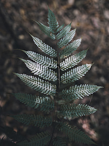 green leaves thumbnail