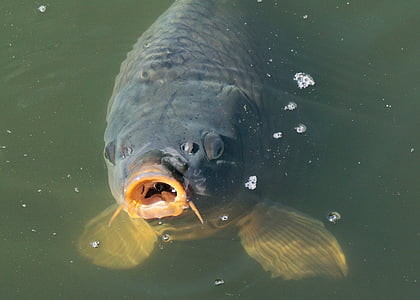 gray fish on body of water thumbnail