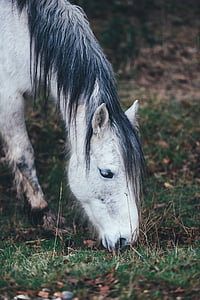 white horse thumbnail