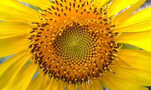 sunflower close-up photography thumbnail
