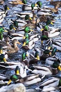 flock of mallard ducks on body of water thumbnail