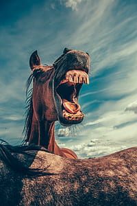 horse honking thumbnail