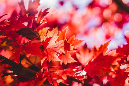 selective focus and bokeh photography of red maple leaf thumbnail
