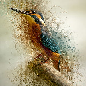 long-beak brown and teal bird perching on wood thumbnail
