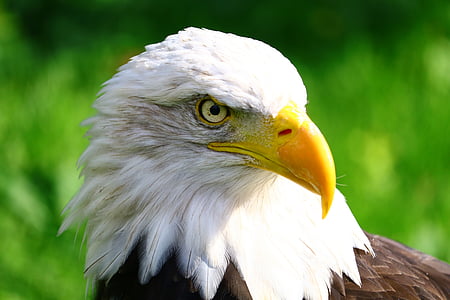 white bald eagle photo thumbnail