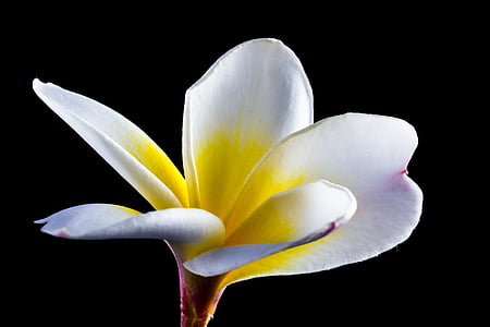 white and orange petaled orchid thumbnail