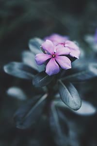 shallow focus photography of flower thumbnail