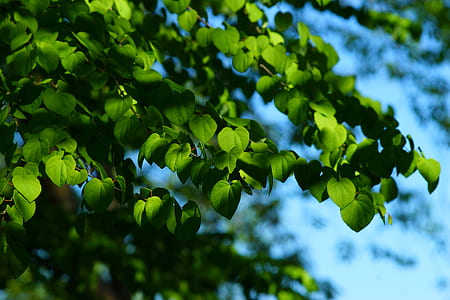 green leafed trees thumbnail