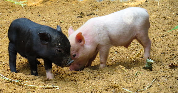 two black and white piglets thumbnail