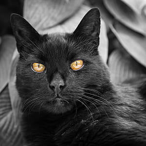 selective focus photography of cats eye thumbnail