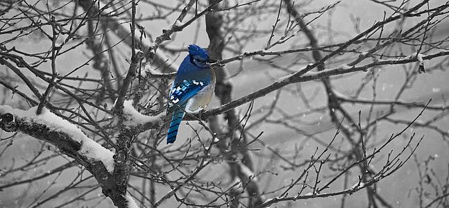 bird on tree covered by snow thumbnail