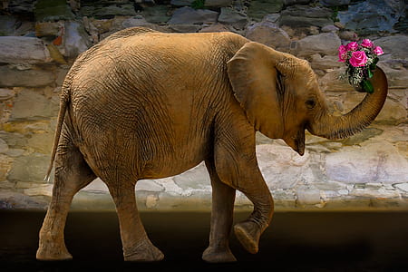 closeup photography of brown elephant carrying pink roses thumbnail