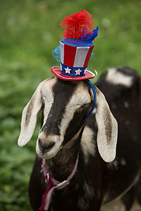 white and brown anglo nubian goat thumbnail