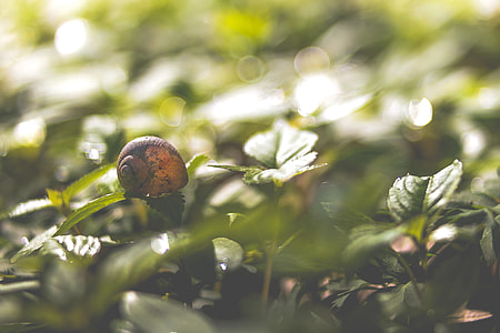 brown snail on green leaf in tilt photography thumbnail