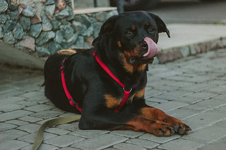 adult black and tan Rottweiler on gray concrete ground thumbnail