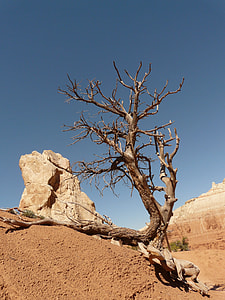 bare tree on soil near rock formation during daytime thumbnail