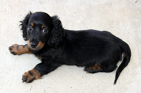 long-haired black and tan dachshund puppy prone lying on floor inside the room thumbnail
