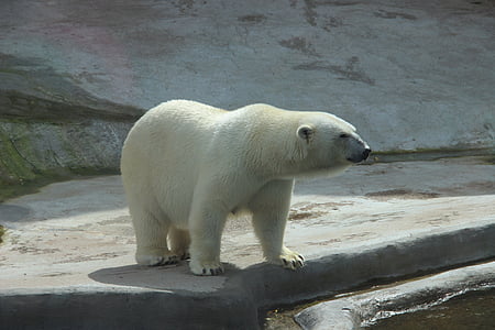 polar bear thumbnail
