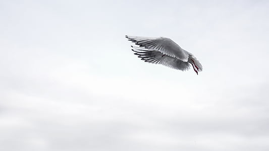 shallow focus photography of gray bird during daytime thumbnail