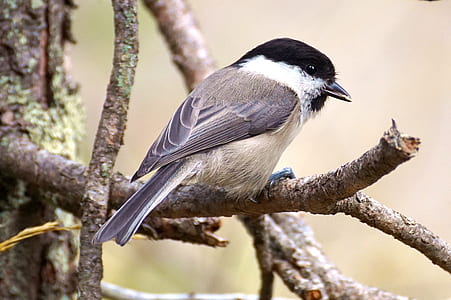 gray and black bird on a tree thumbnail