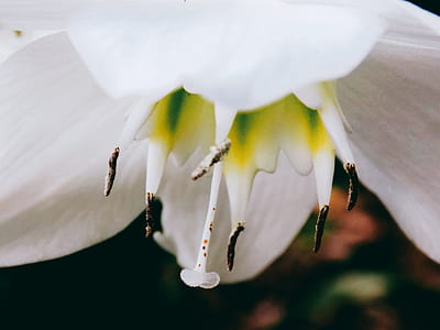 white petaled flower in bloom close-up photo thumbnail