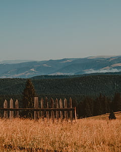 green grass thumbnail
