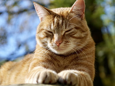 closeup photo of orange tabby cat thumbnail