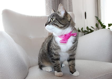 silver tabby cat on gray sofa chair thumbnail