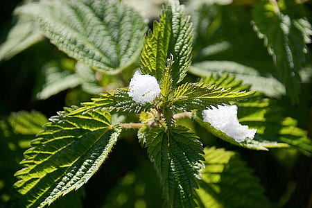 macroshot of white flower bud thumbnail