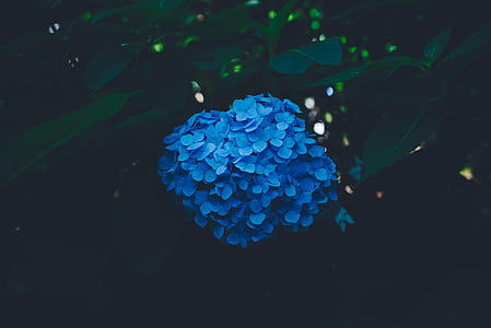selective focus photography blue flower thumbnail