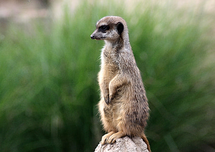 brown meerkat standing on rock thumbnail