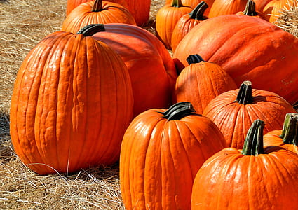 orange pumpkins thumbnail