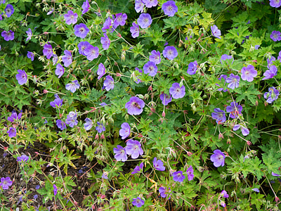 purple petaled flowers in bloom at daytime thumbnail