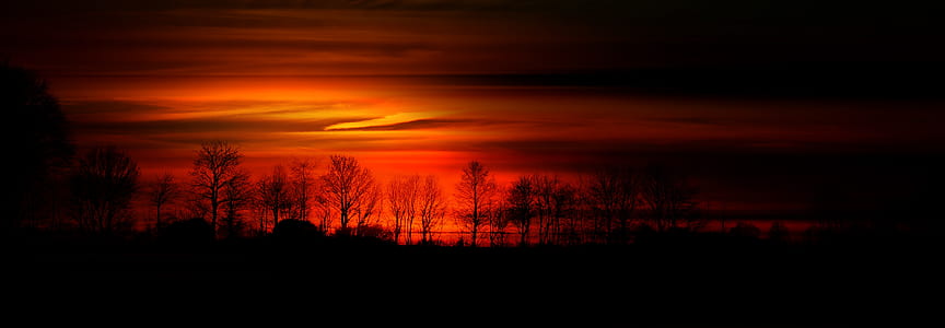 silhouette photo of trees thumbnail
