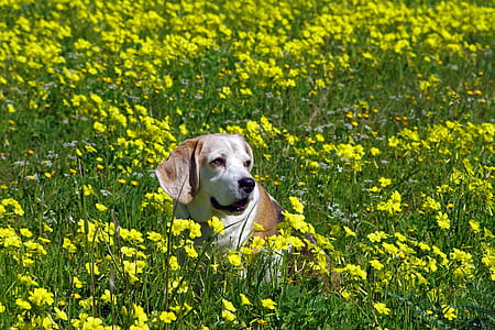 nature, field, flowers, animal thumbnail