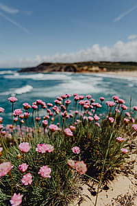 Cluster of Pink Flowers Growing at the Ocean's Edge, Portugal thumbnail