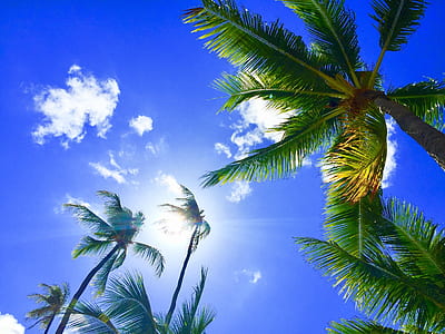 low angle photography of coconut palm trees taken under clear sky during daytime thumbnail