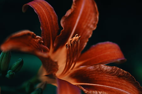 macro photography of orange daylily flower thumbnail