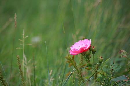 selective focus photography of pink petaled flower thumbnail