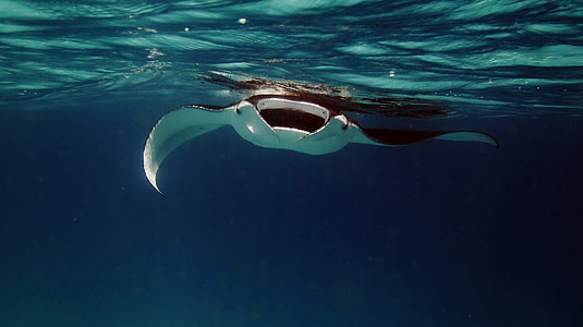 manta ray in water thumbnail