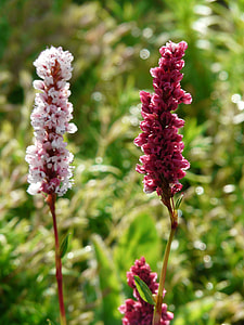 Candle Knotweed, Reported Knotweed thumbnail