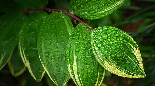 water dew on green leaf plant thumbnail