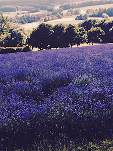 Lavender, Lavender Field thumbnail
