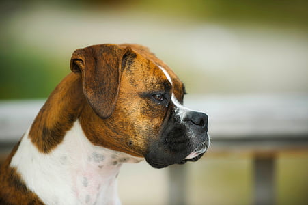 adult tan and white Boxer closeup photography thumbnail