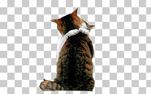 York Chocolate Kitten Love Hug Hugging Cat Png Clipart York Chocolate Kitten Love Hug Hugging Cat Png Clipart