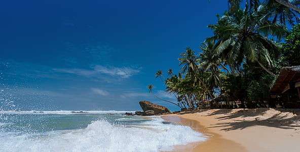 green palm tree near sea under blue sky thumbnail