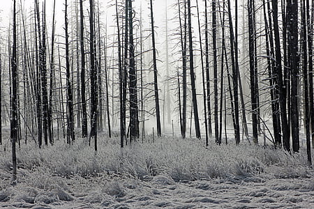 tree line grayscale photo thumbnail